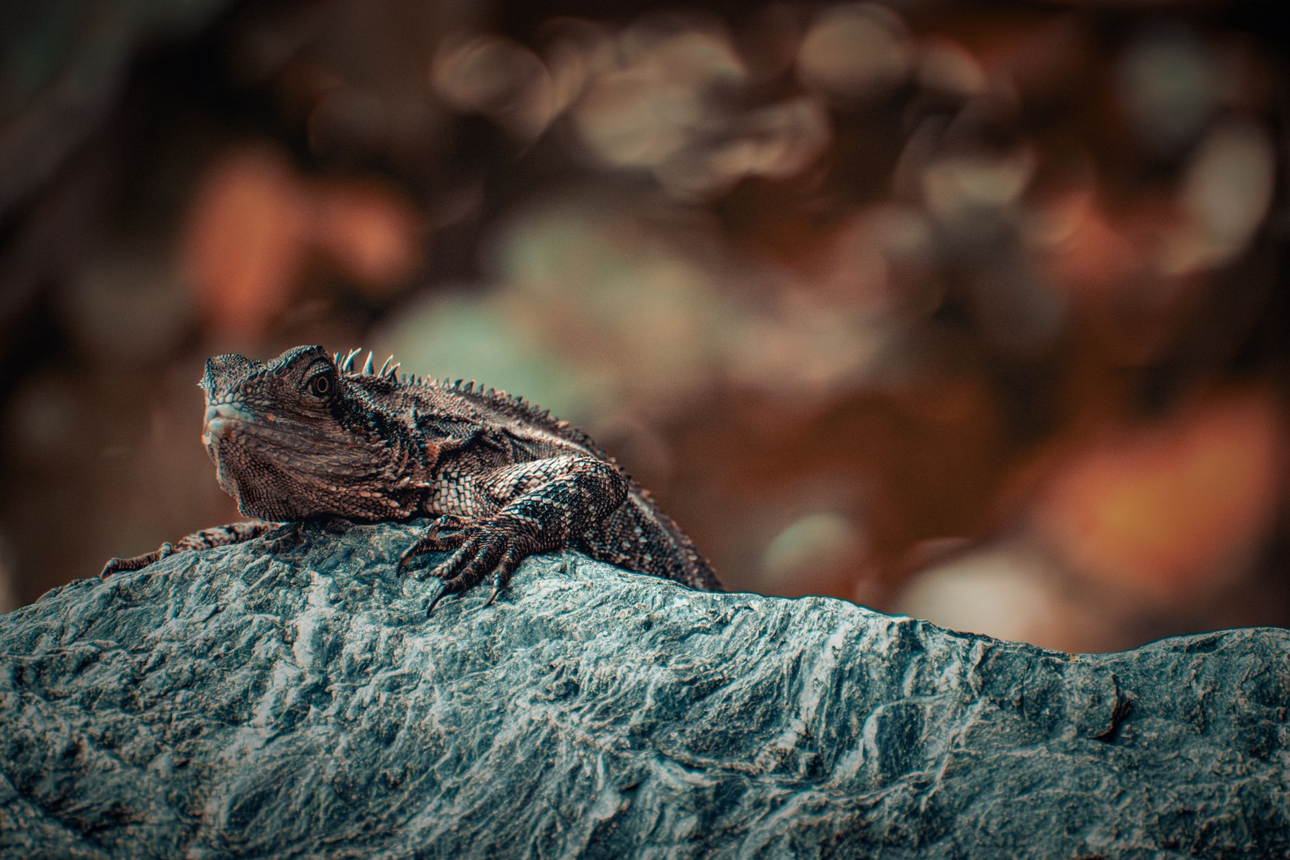 Primo piano di un tuatara
