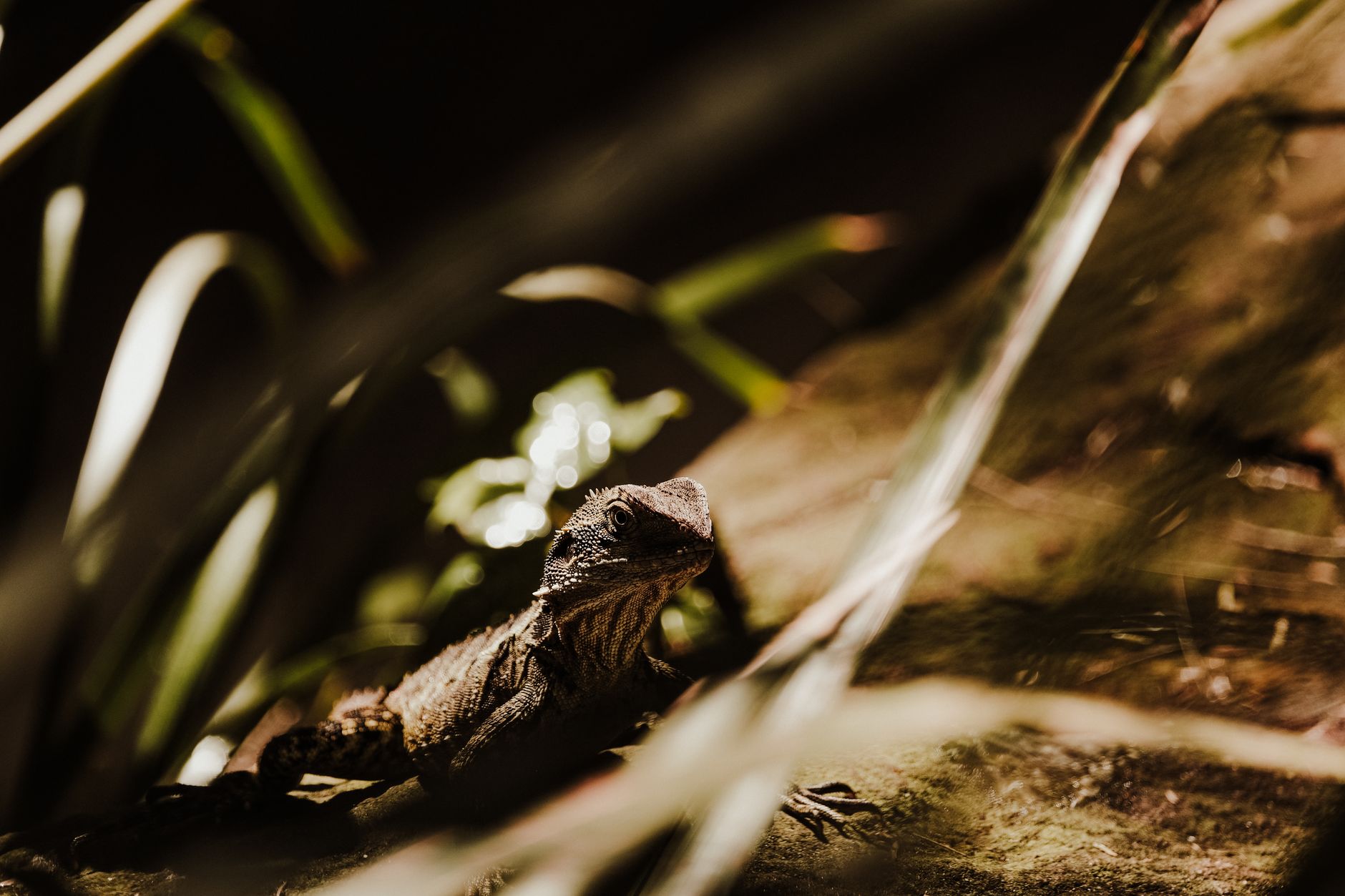 Tuatara che prende il sole su una roccia