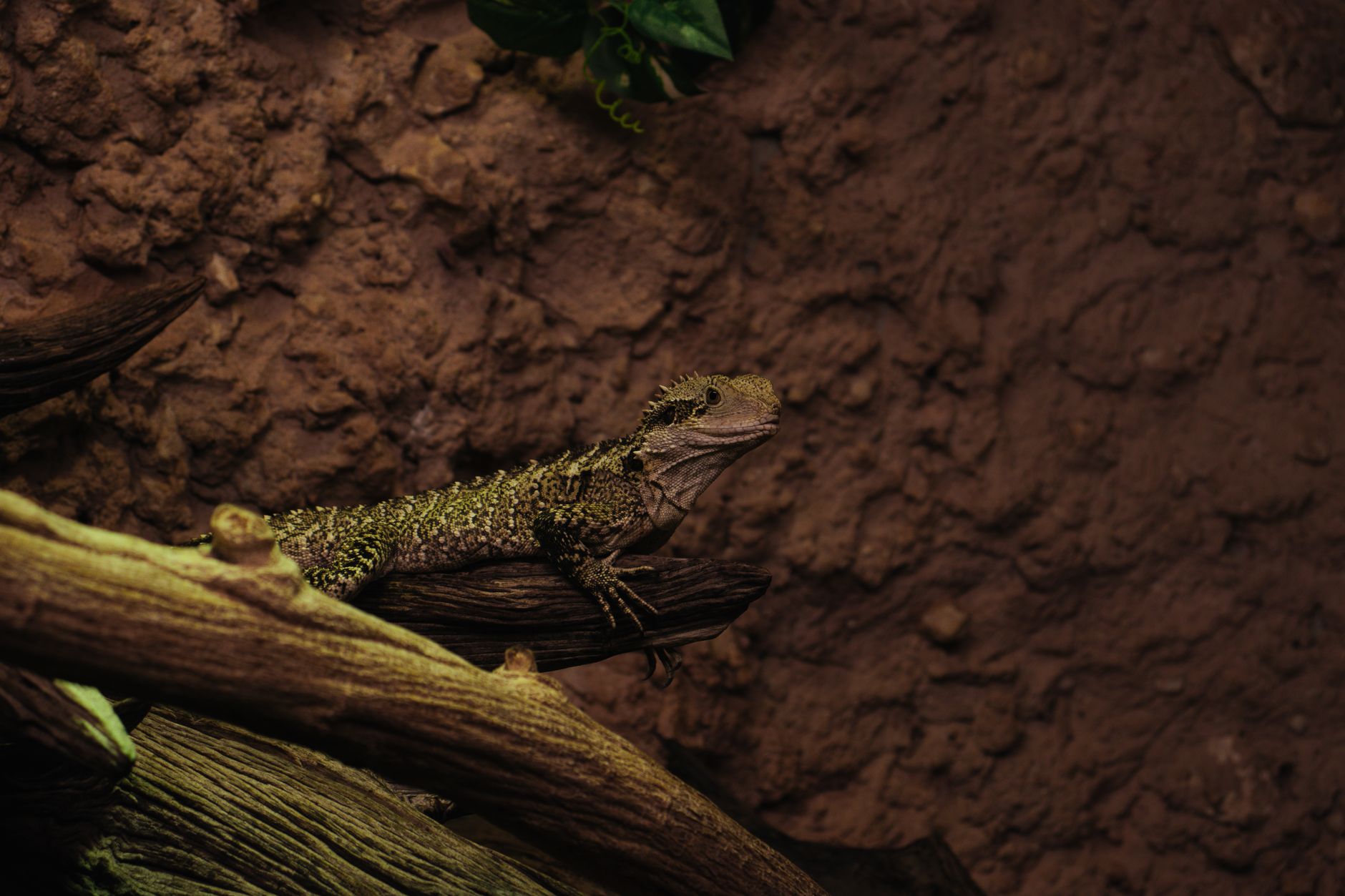 Esemplare di tuatara nel suo ambiente