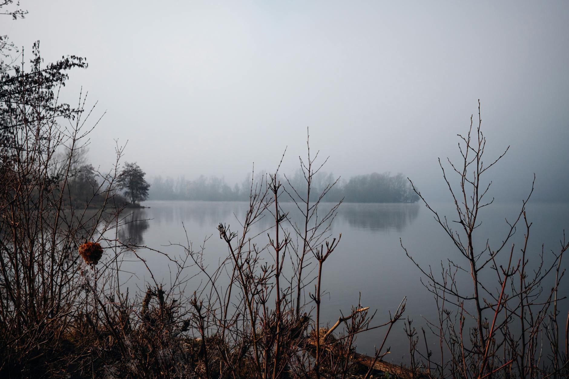 Bosco avvolto dalla nebbia