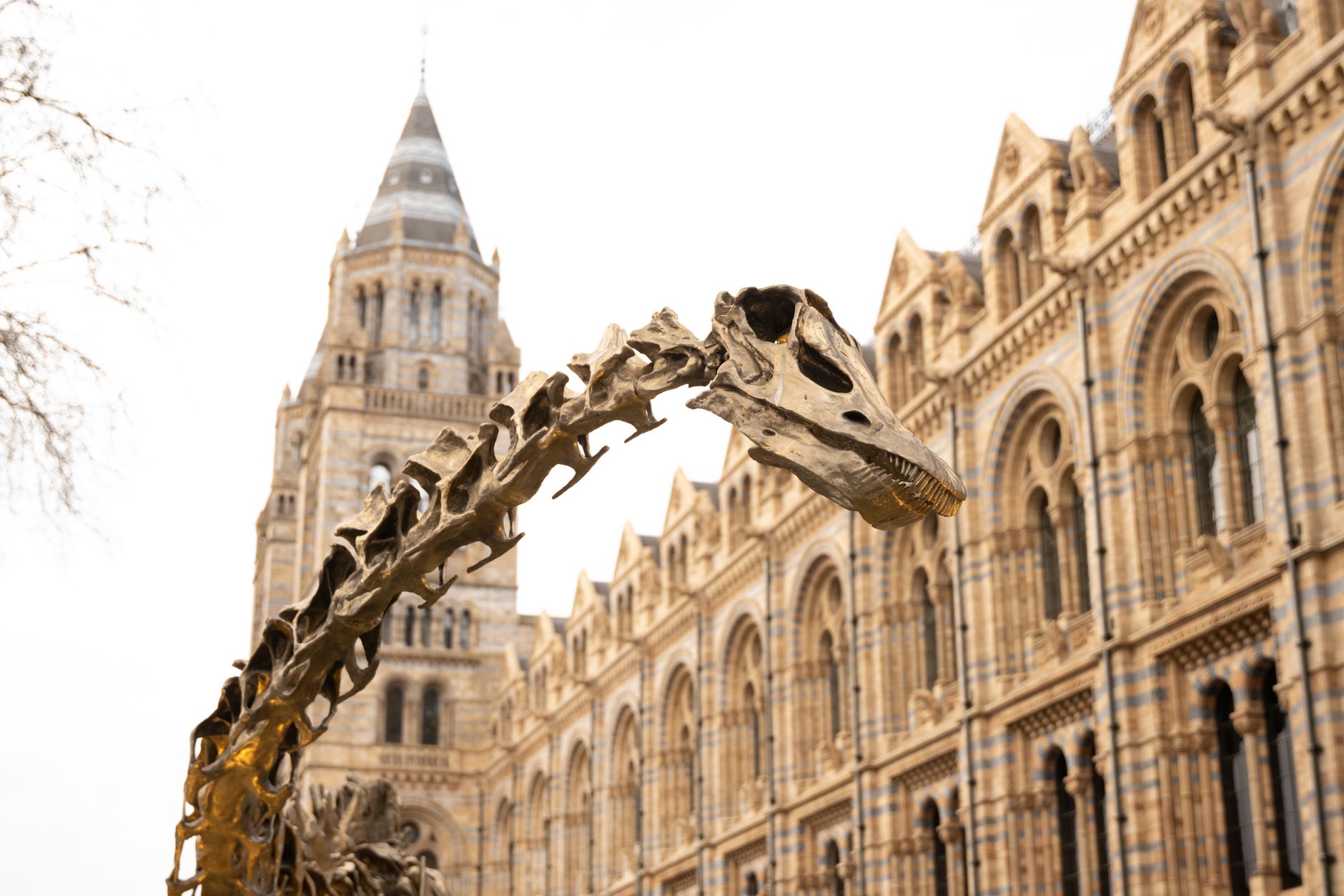 Pachicefalosauro e fossili di dinosauro - Il deserto del Gobi è ricco di fossili di dinosauro