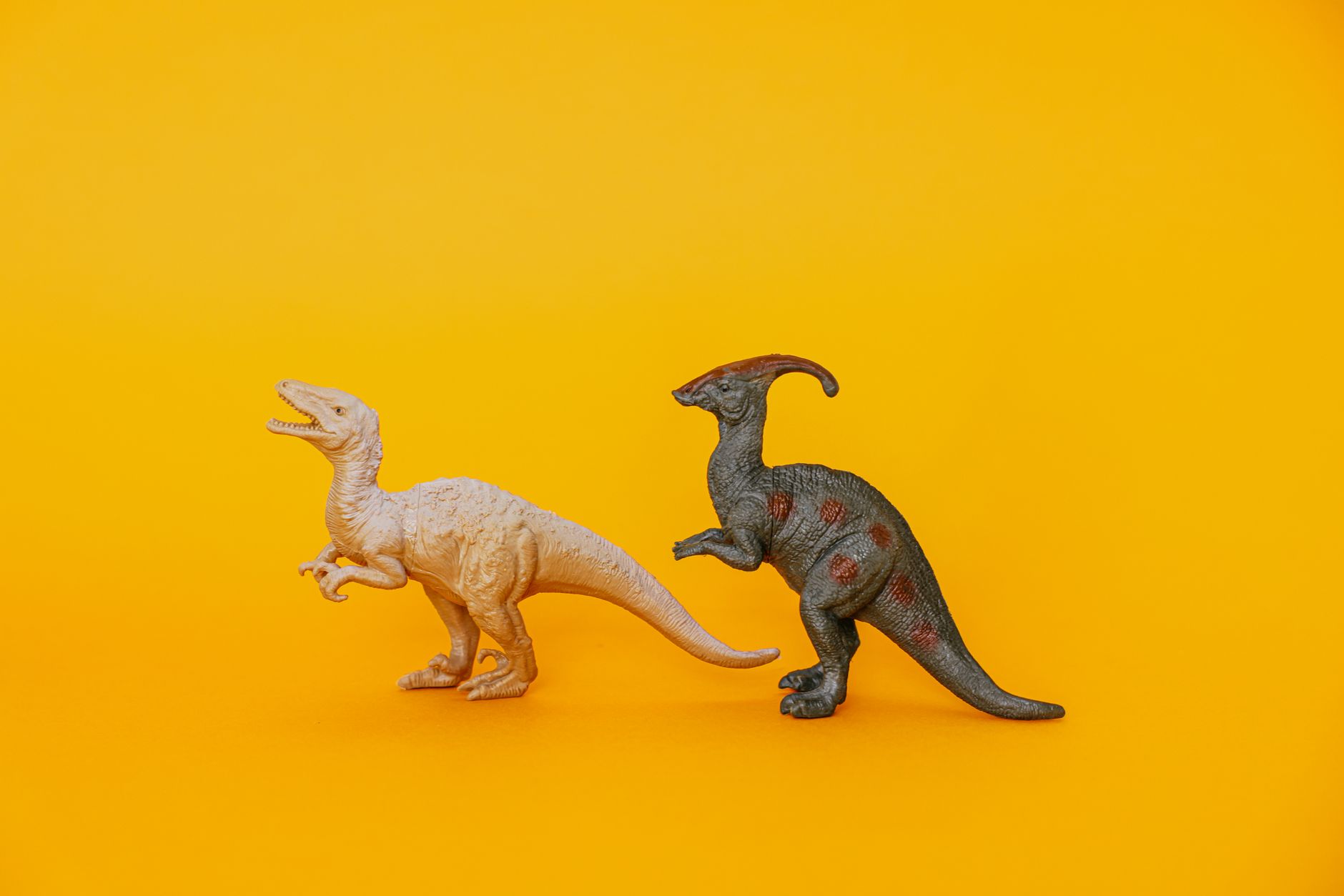 Pachicefalosauro e fossili di dinosauro - Gli scheletri completi sono rari e preziosi per la ricerca