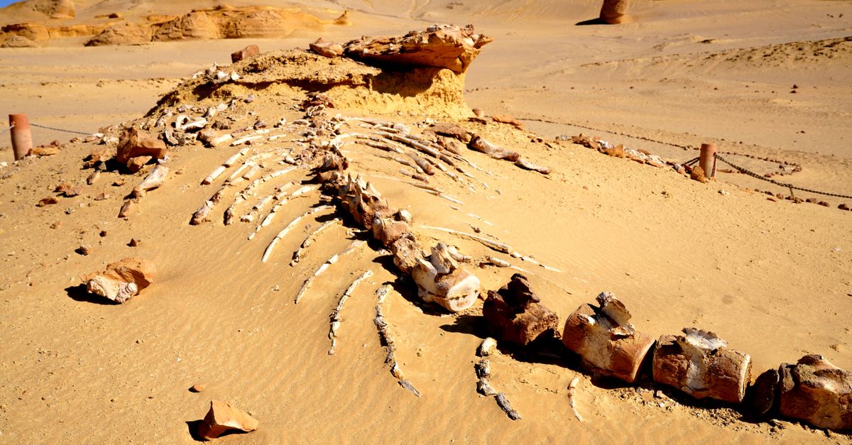 Paesaggio desertico simile al sito dove fu trovato il fossile di Toumaï