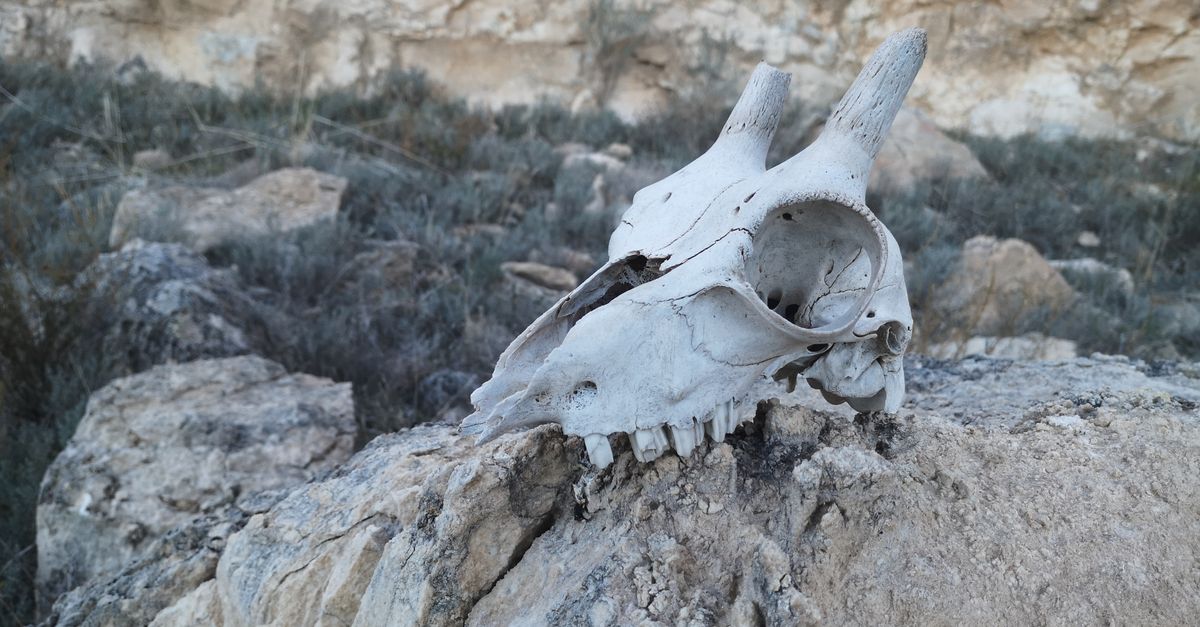 Reperti e ossa fossili esposti su una superficie