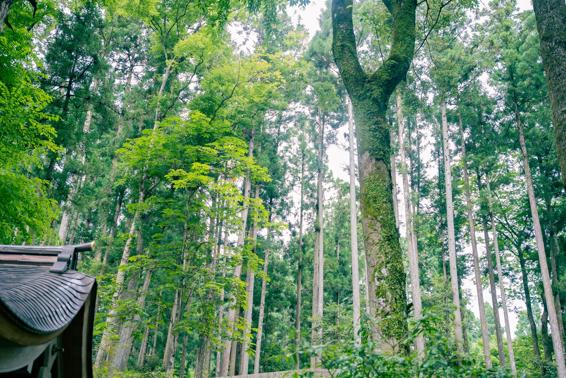 Antica foresta verde e fitta