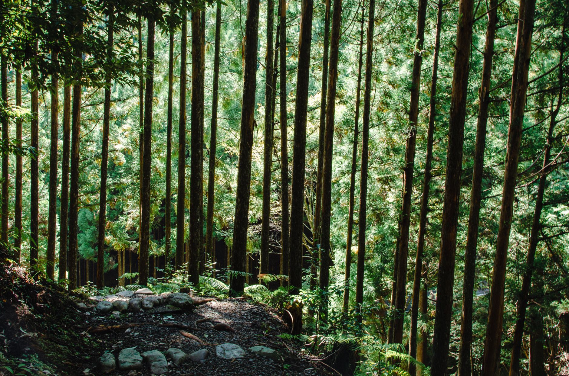 Bosco giapponese con muschio e alberi antichi
