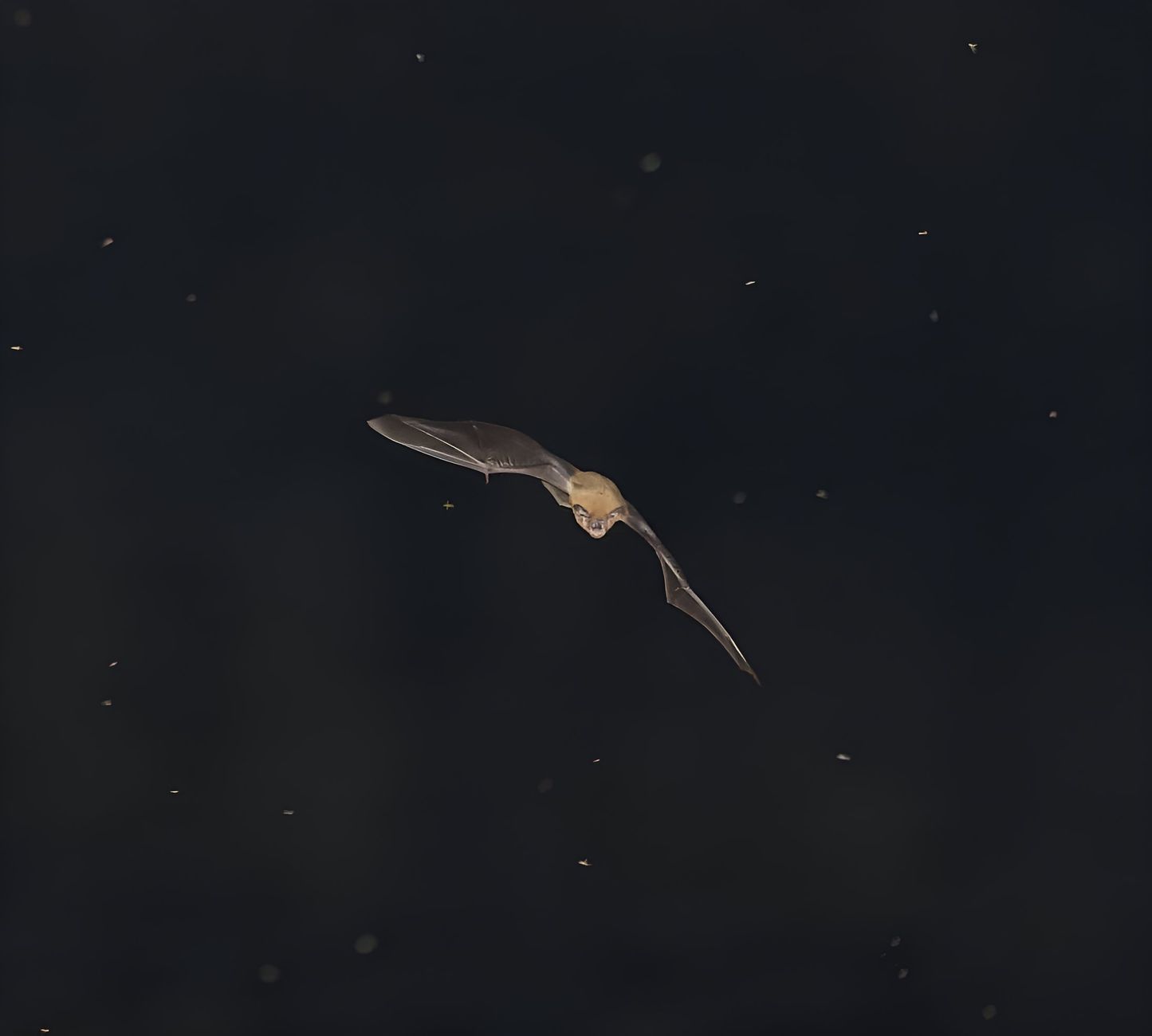 Pipistrello in volo nella notte