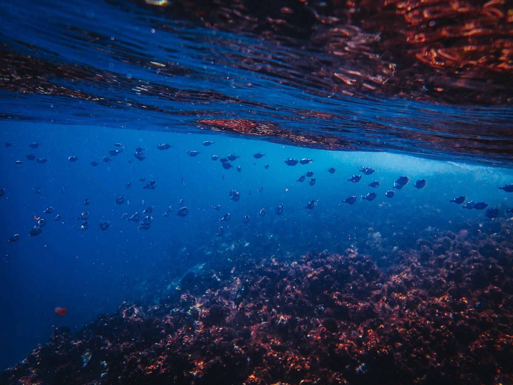 pesce con quattro occhi immagine