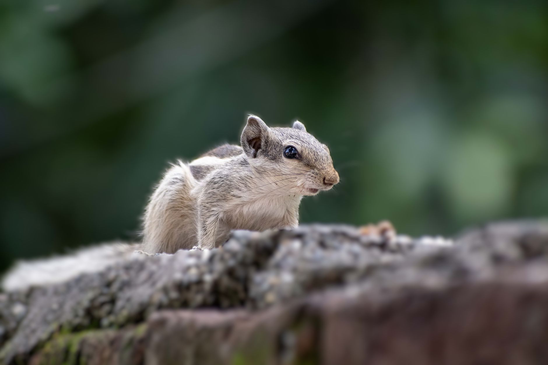 Piccolo mammifero notturno nel suo habitat naturale