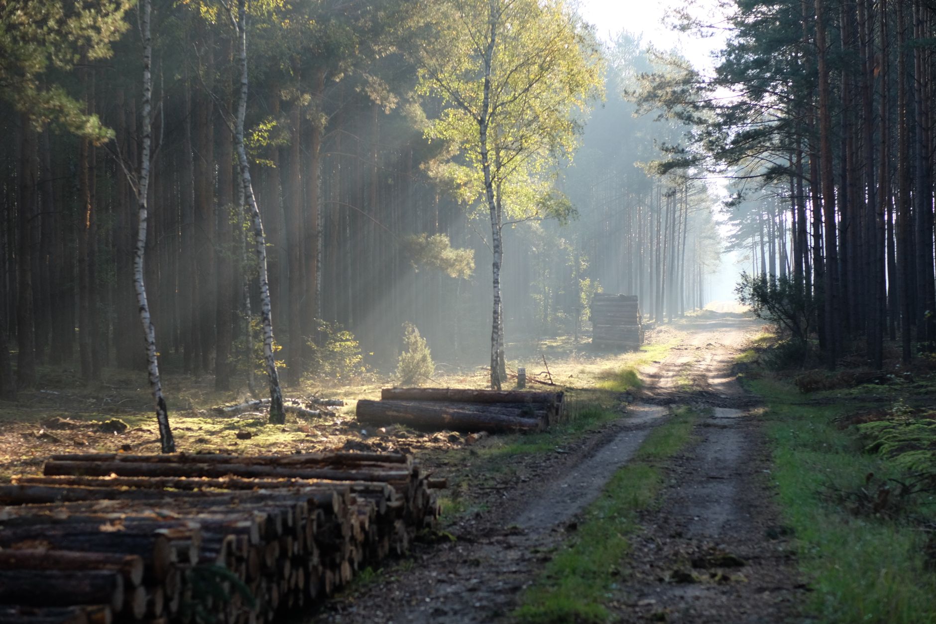 Persona che cammina lentamente in una foresta rigogliosa