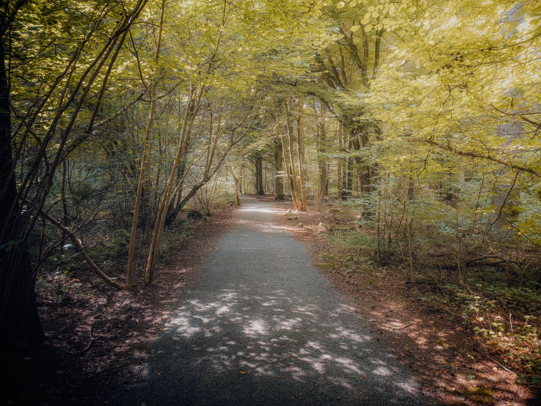 Luce del sole che filtra tra gli alberi di un bosco fitto