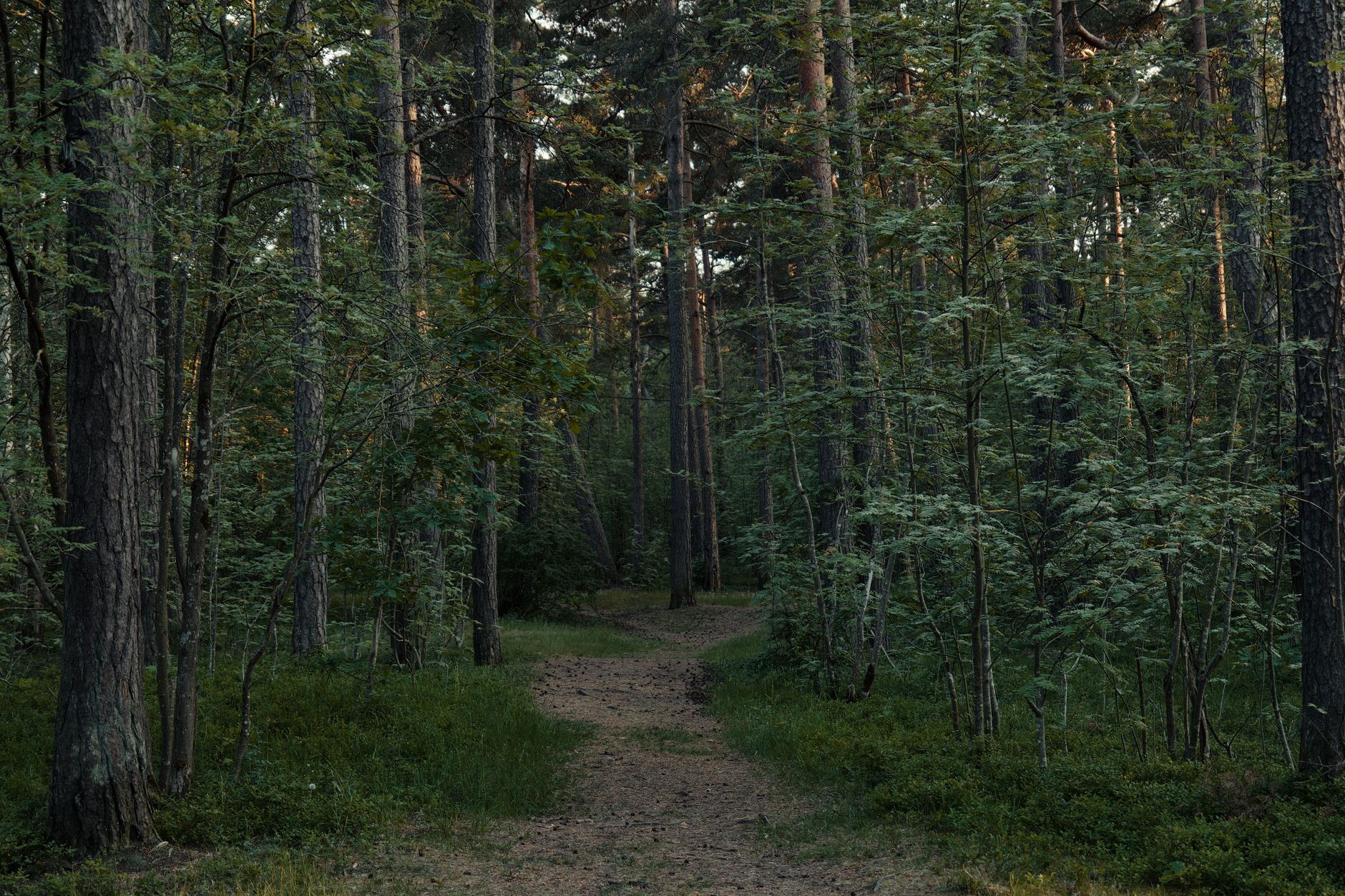 Fitta vegetazione di una foresta verde e silenziosa
