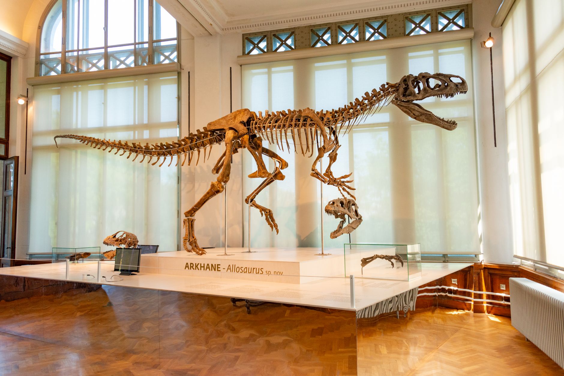 Fossile di un antico carnivoro esposto in un museo di paleontologia