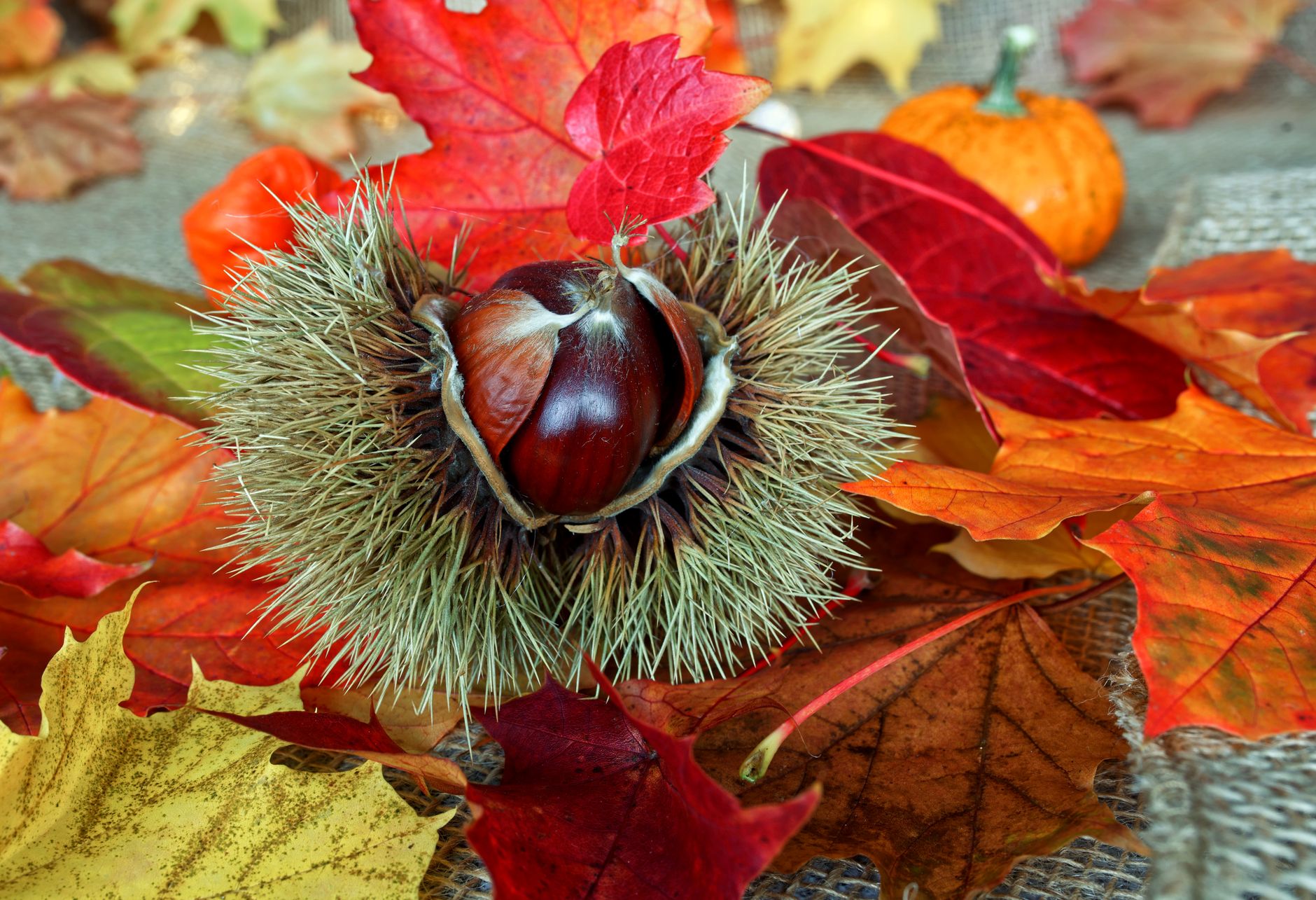 Castagne fresche con il riccio su un tavolo di legno