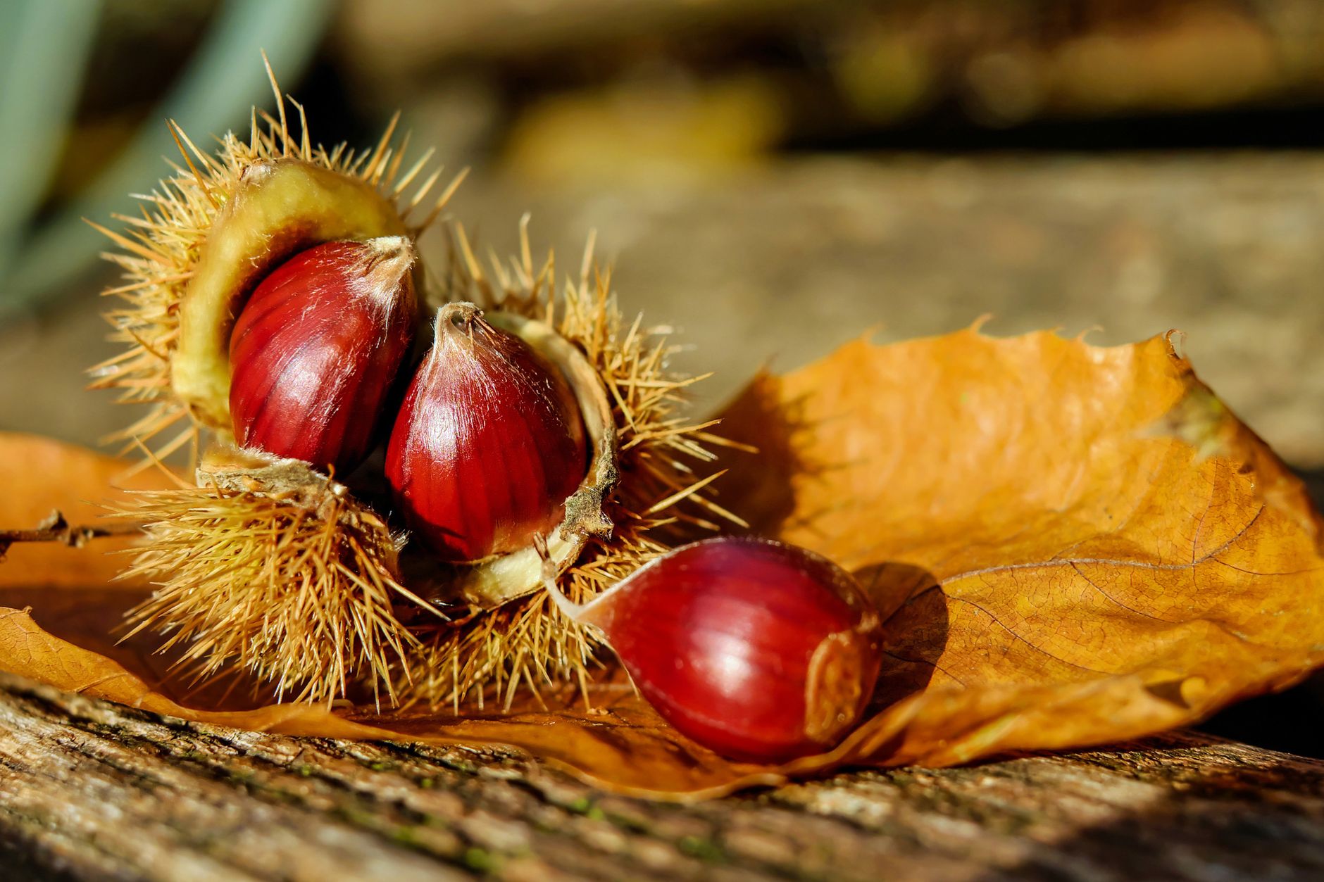 Fetta di torta rustica di castagne su un piatto