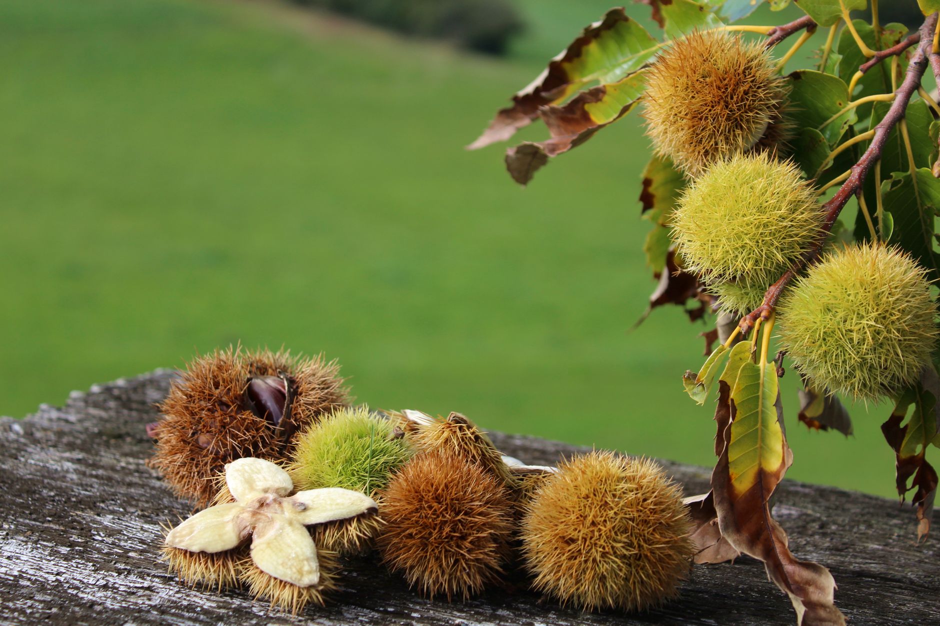 Rametto di rosmarino e ingredienti poveri della cucina di montagna