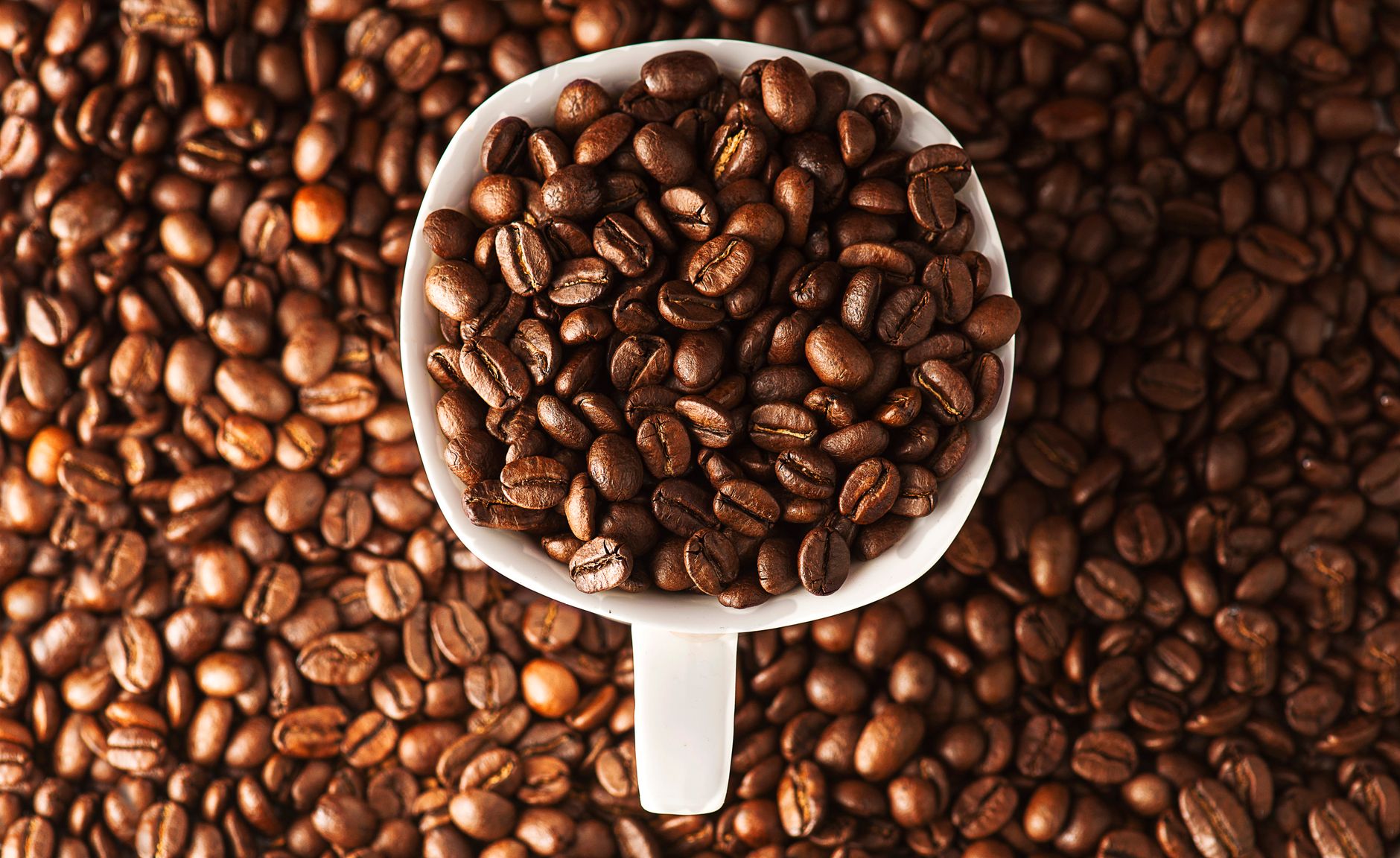 Bacche rosse mature sulla pianta del caffè