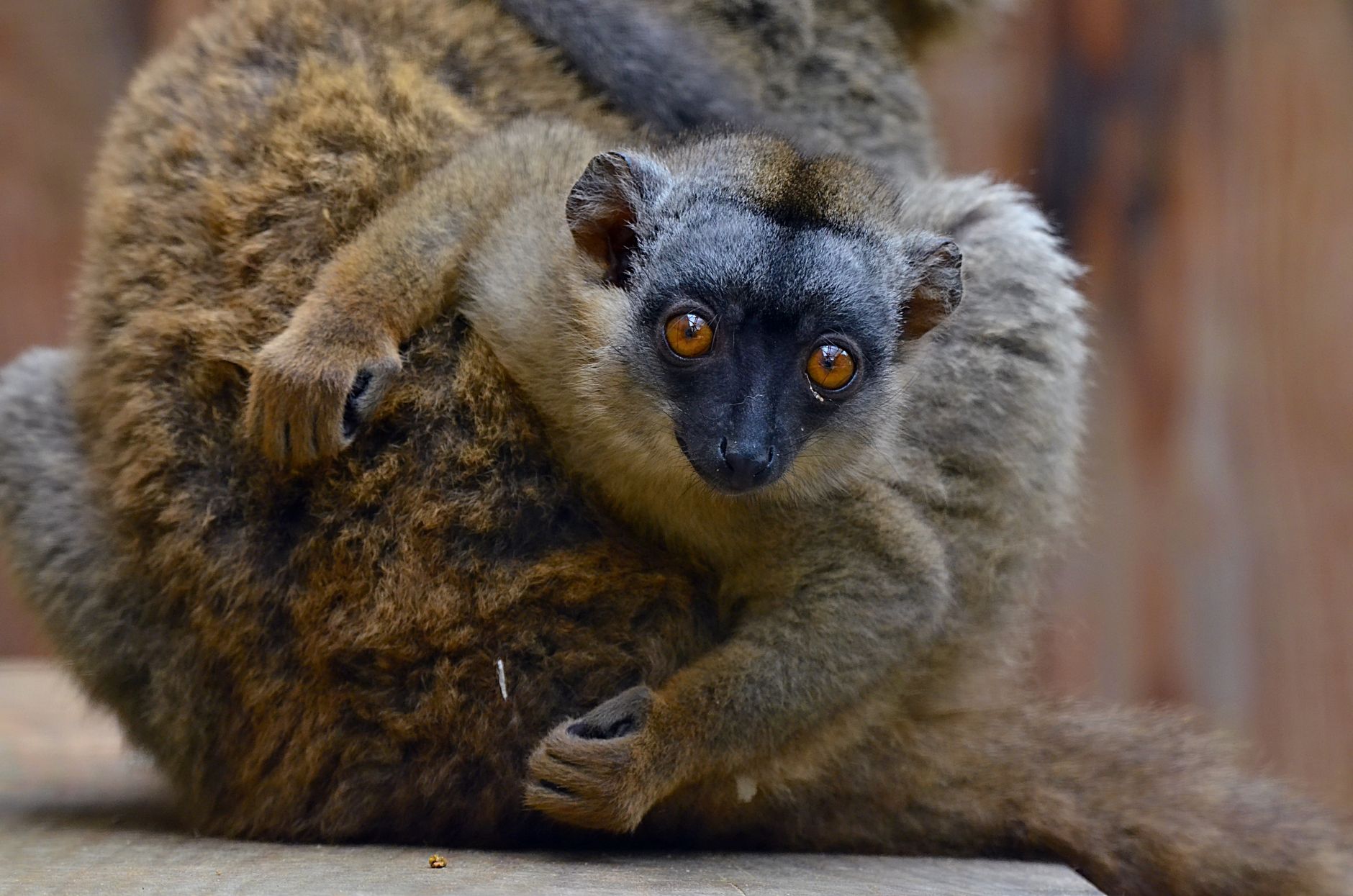 Fitta vegetazione della giungla asiatica, ambiente del colugo