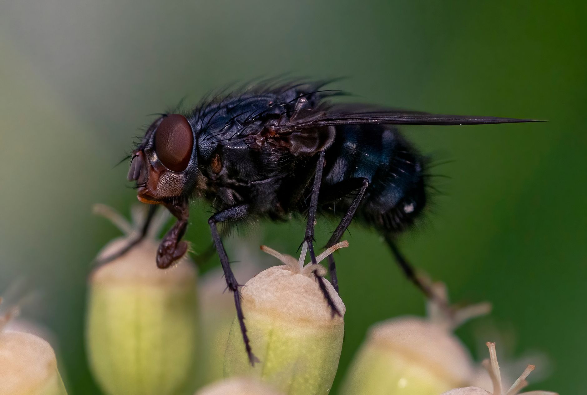 Primo piano macro di una mosca