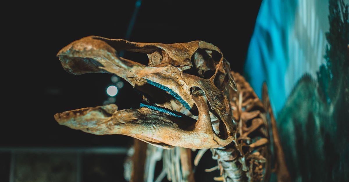 Cranio fossile esposto in un museo di paleontologia