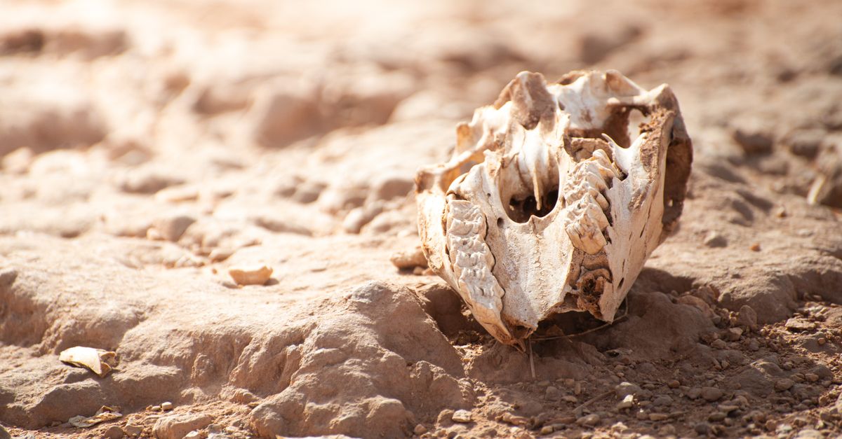 Scavo paleontologico in un'area desertica
