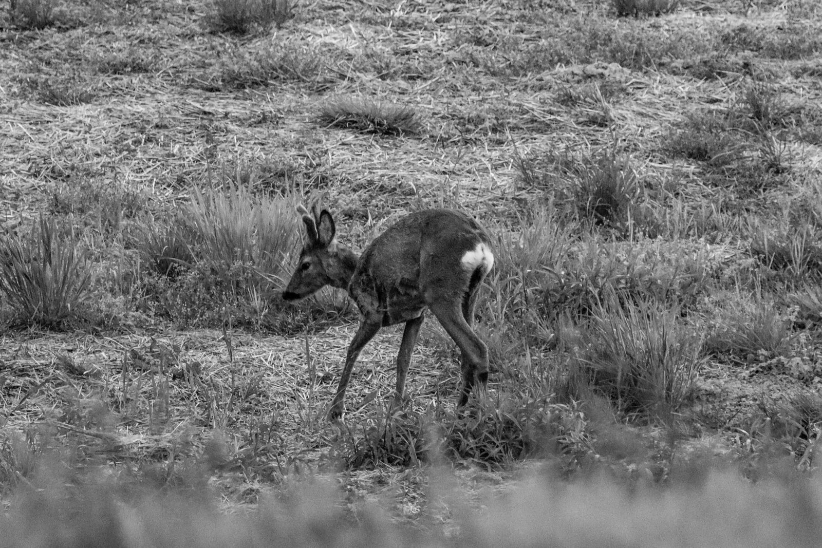 Cucciolo di capriolo acquattato nell'erba alta di un prato