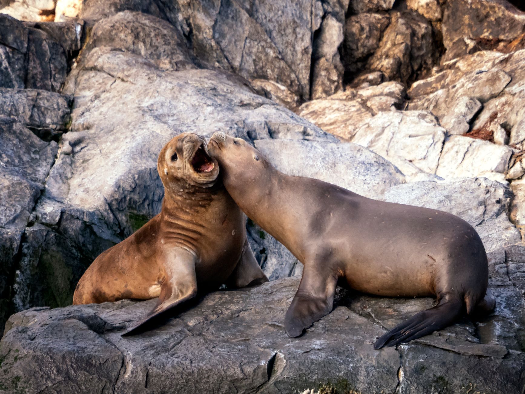 foca monaca Punta Campanella - La foca monaca torna a cacciare a Punta Campanella