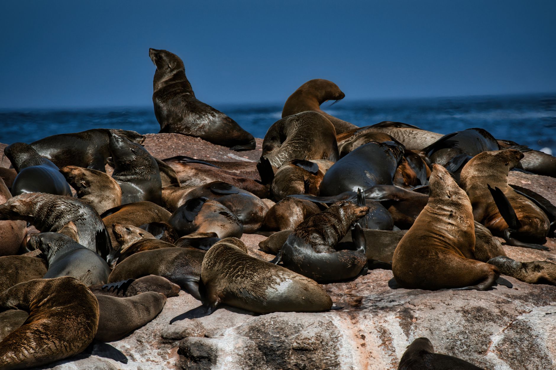 foca monaca Punta Campanella immagine di approfondimento
