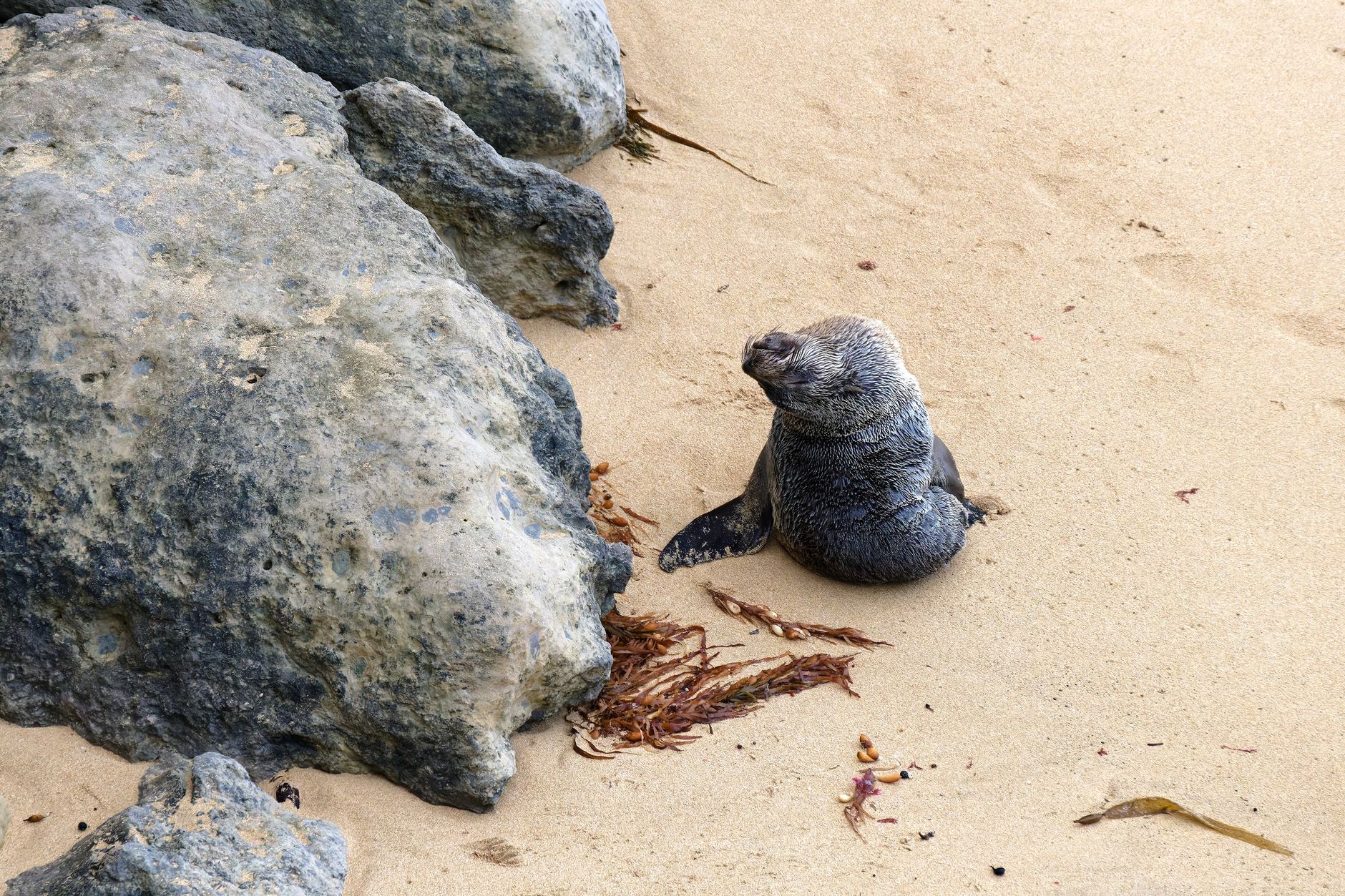 foca monaca avvistamento immagine
