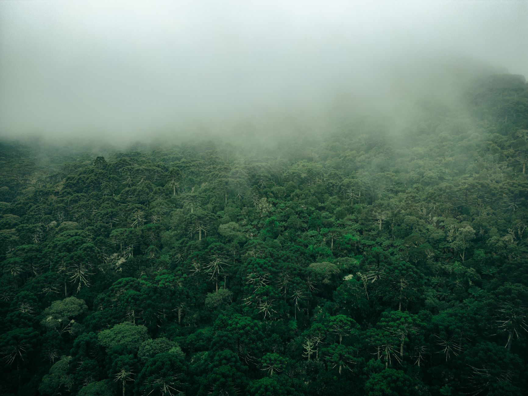 Chioma di alberi della foresta tropicale del Brasile