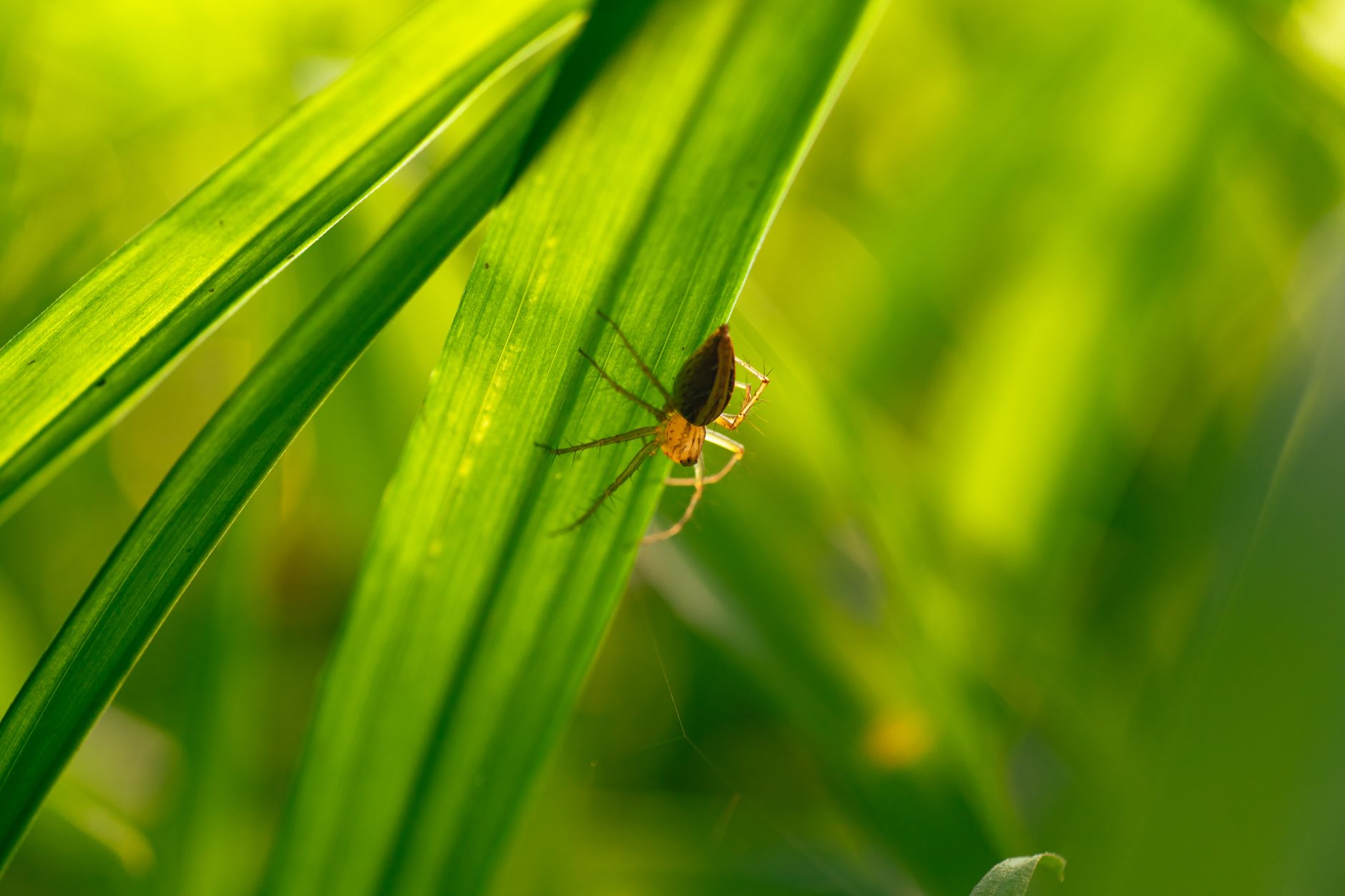 Formica esplosiva del genere Colobopsis su una foglia