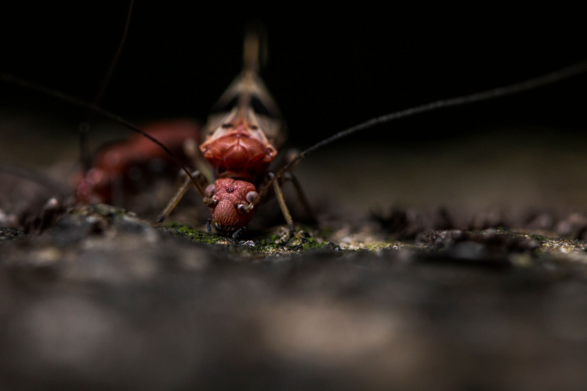Formica esplosiva del genere Colobopsis su una foglia