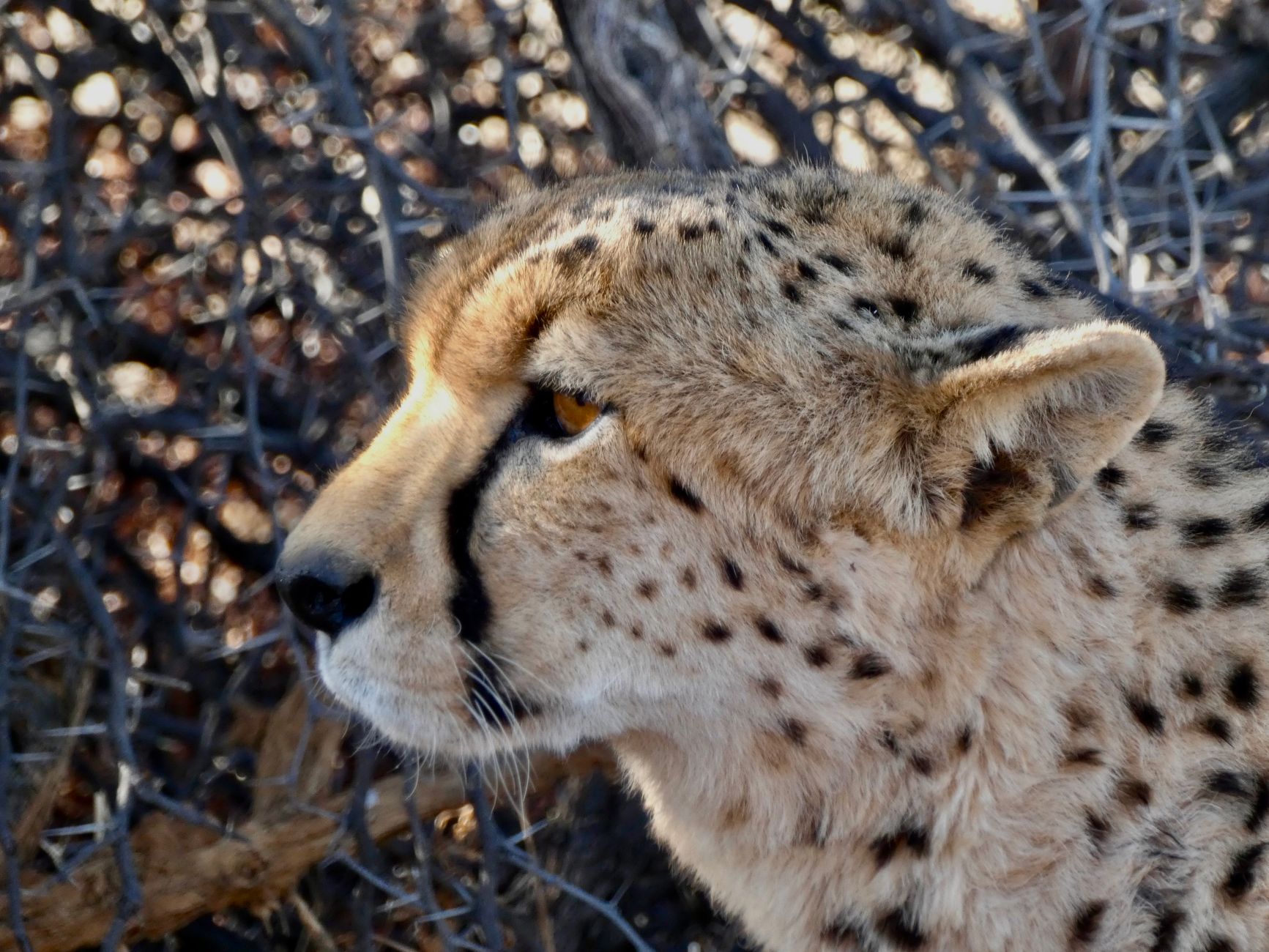 Un ghepardo nella savana africana, il felino più veloce del mondo