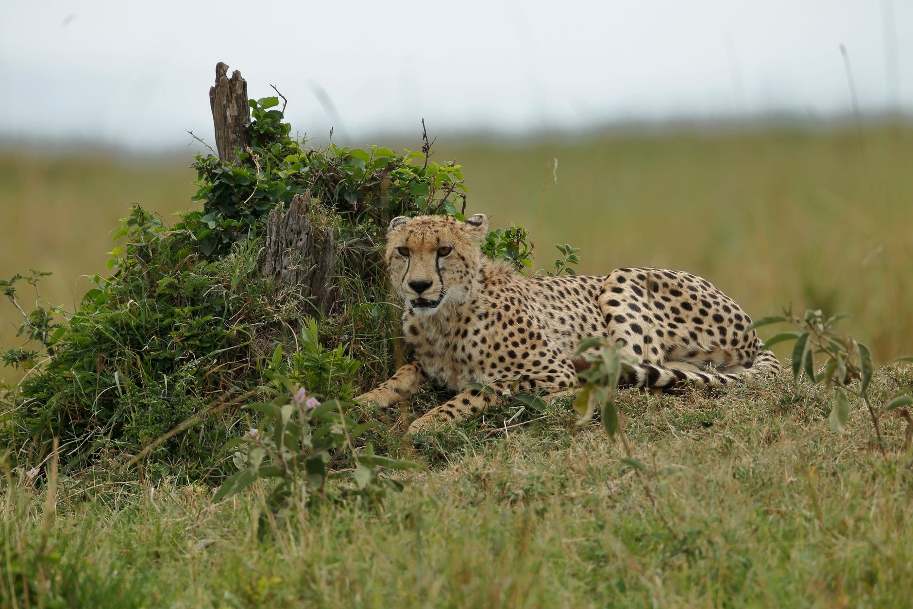 Ghepardo in cammino nella prateria: il predatore torna nel Luangwa