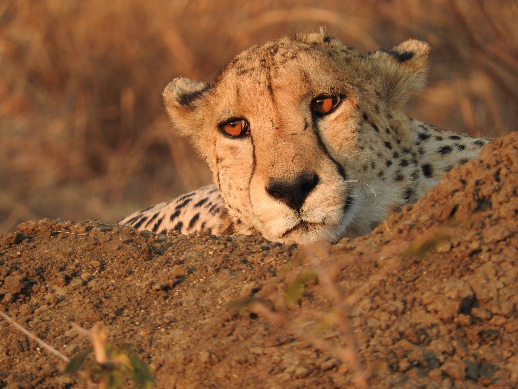 Paesaggio di savana in Zambia, habitat ideale per il ghepardo