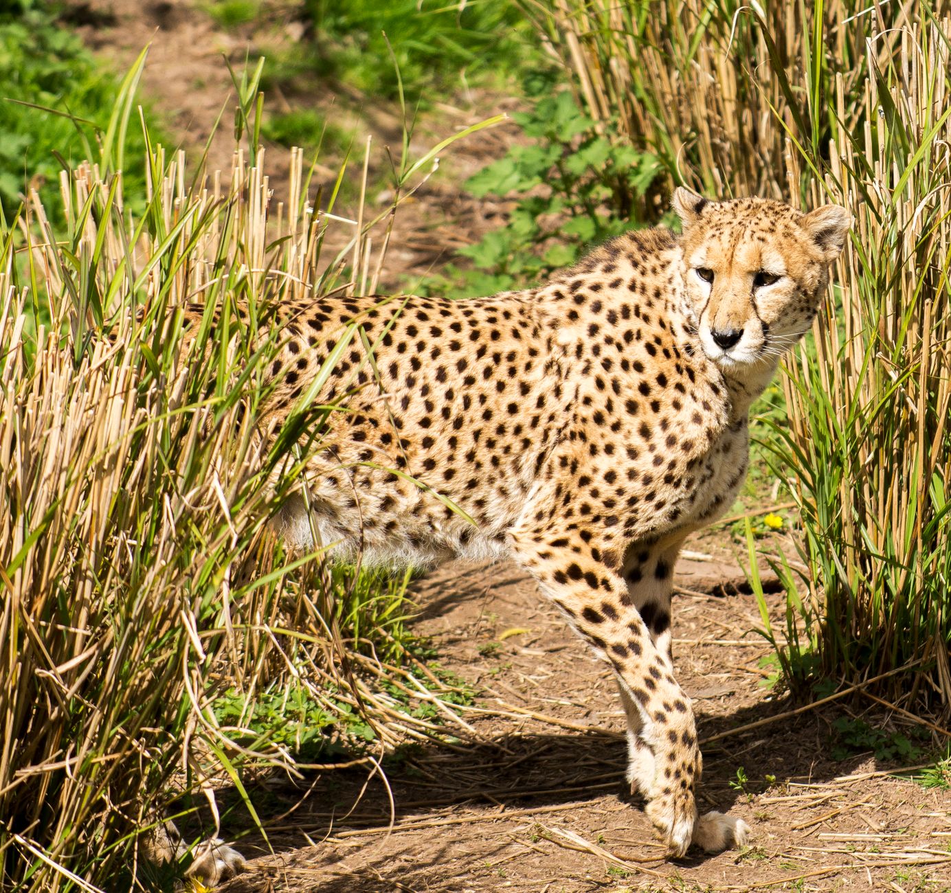 Ghepardo attento nell'ambiente naturale africano