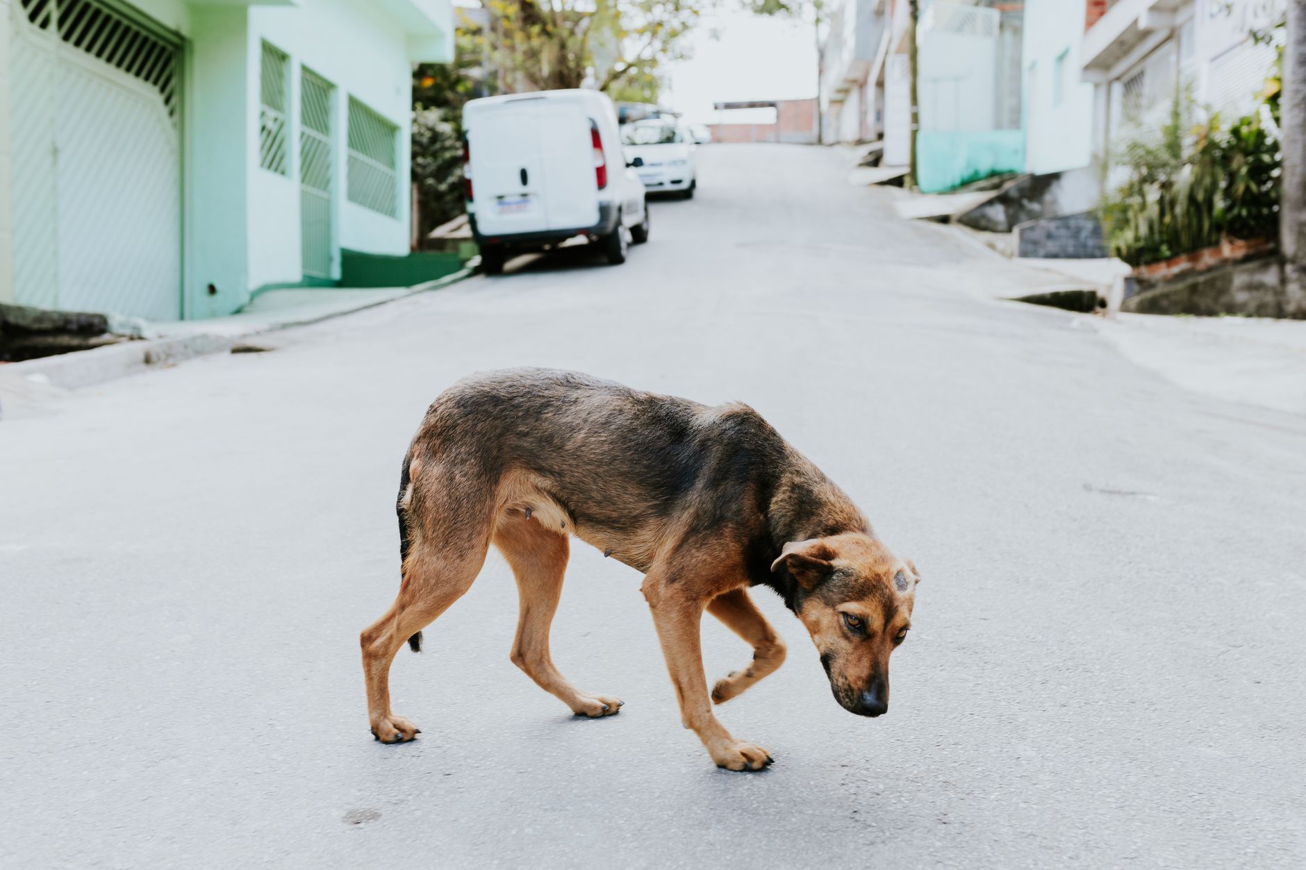 Cane senza padrone seduto lungo una strada
