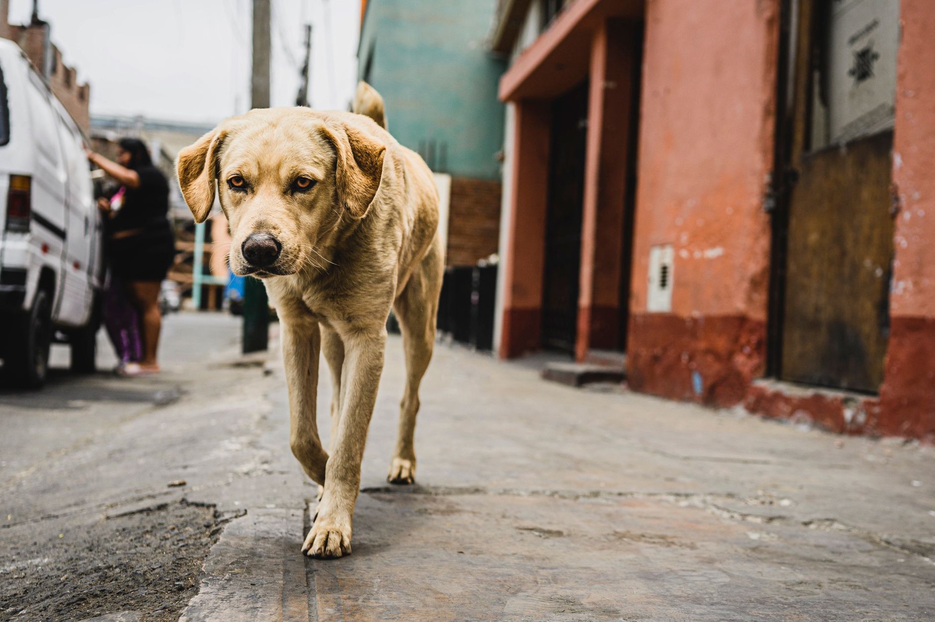 Persona che accarezza un cane adottato