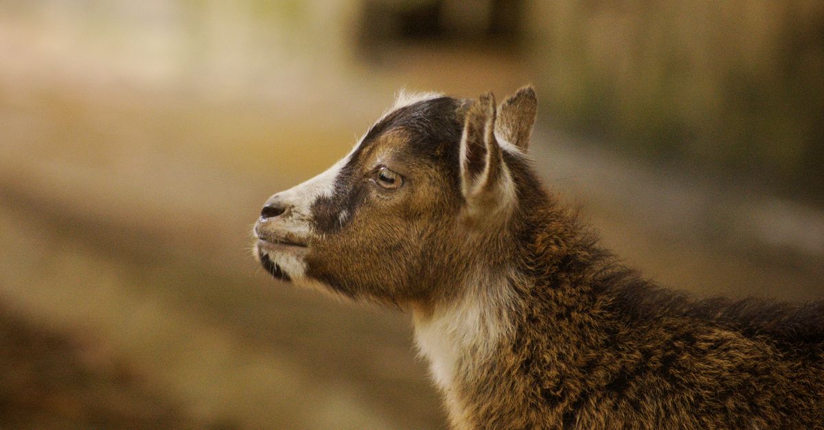 Animale selvatico nel suo ambiente naturale