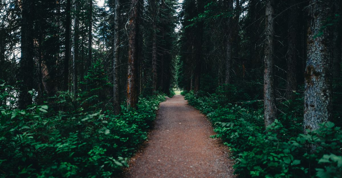 Sentiero in un parco naturale tra gli alberi