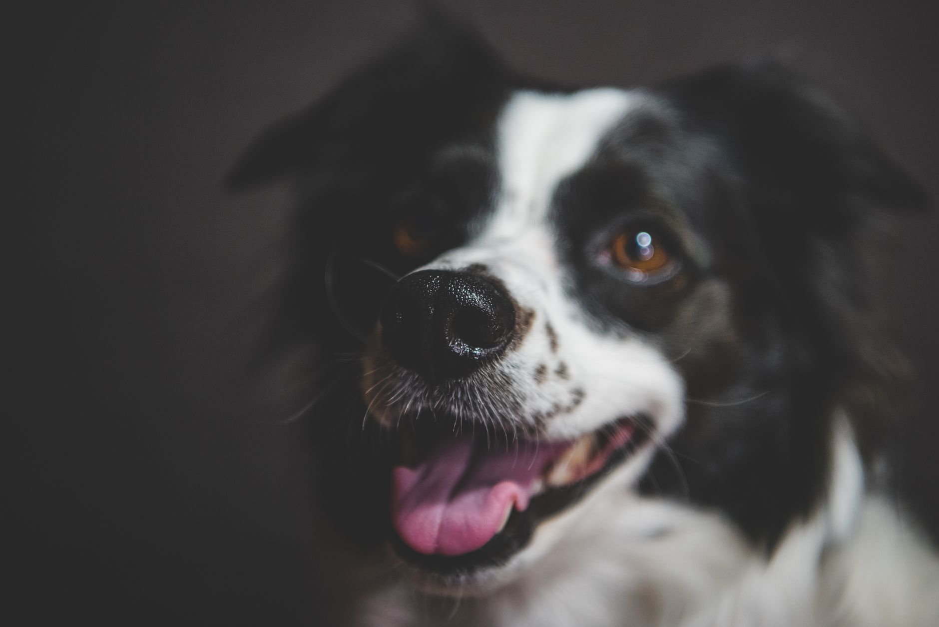 Cane felice che gioca all'aperto
