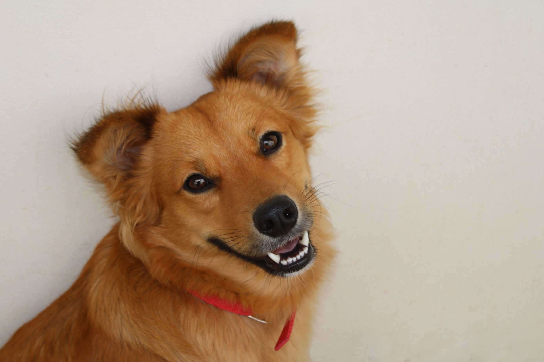 Cane che corre in un prato