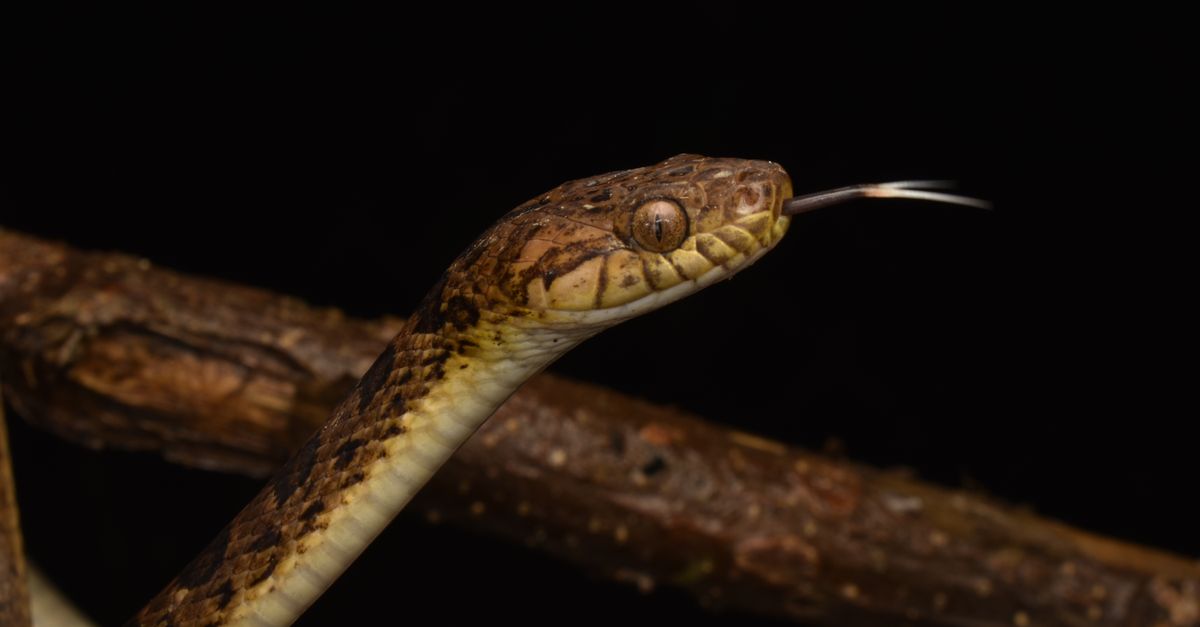 Serpente tra la vegetazione durante la Giornata mondiale del serpente