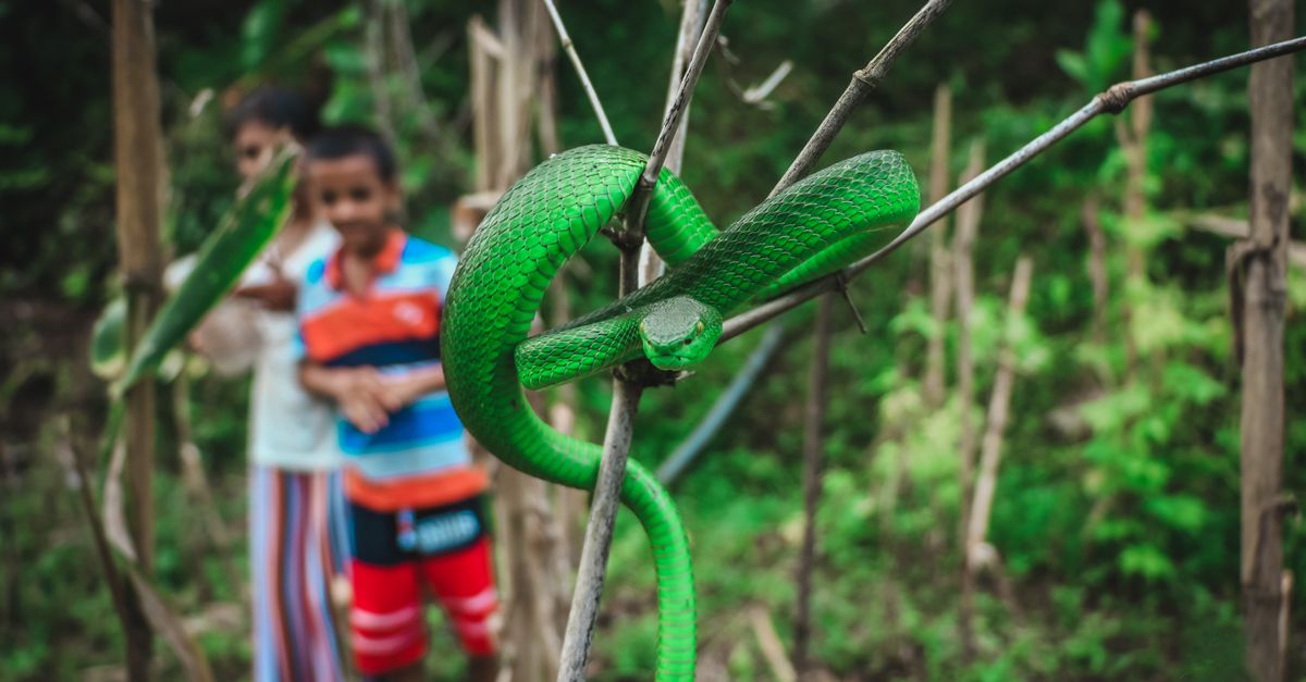 Serpente che scivola nell'erba in un ambiente naturale