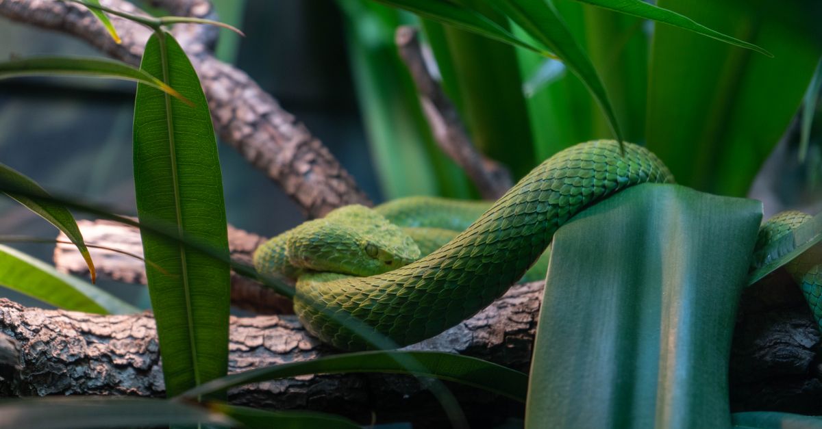 Primo piano della testa di un serpente