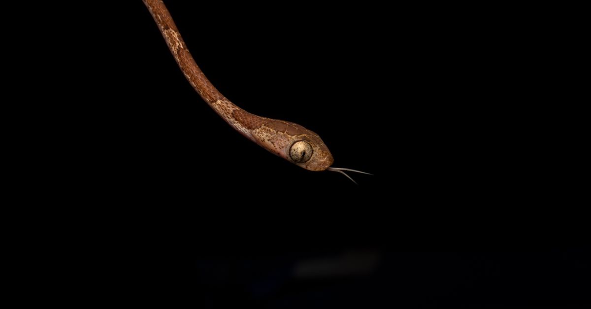 Serpente mimetizzato nel suo habitat naturale