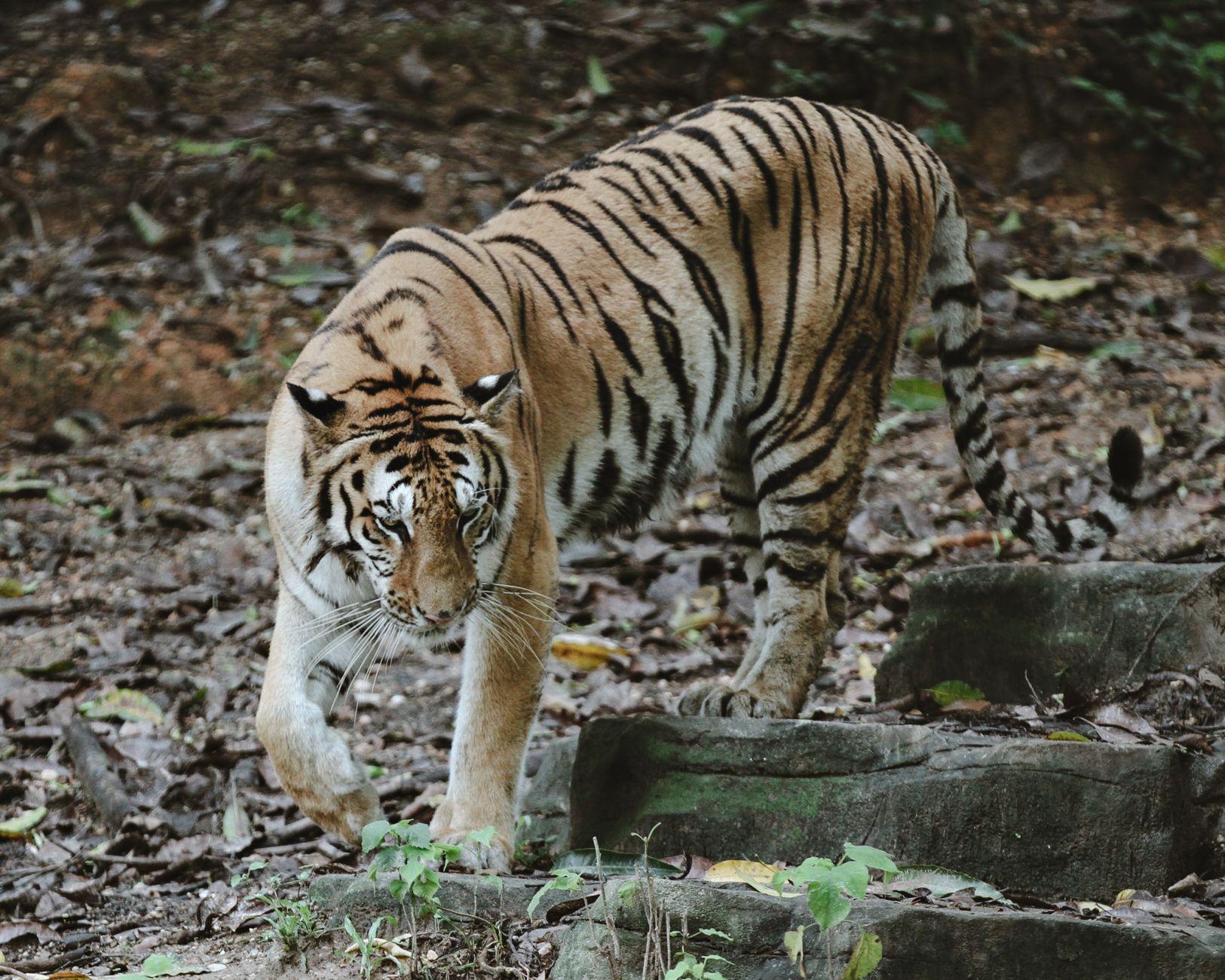 Primo piano di una tigre con le sue strisce nere