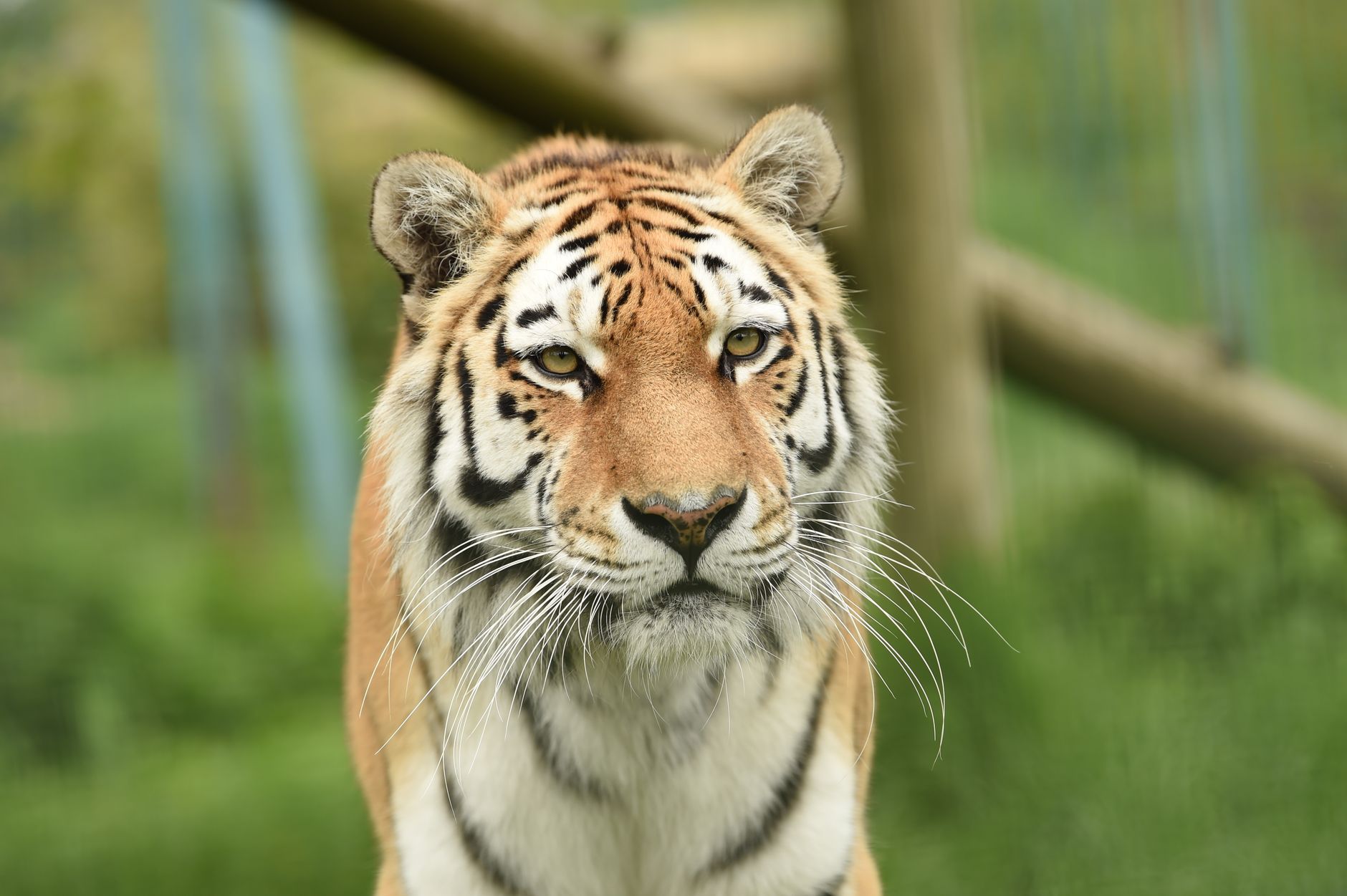 Tigre che cammina nella foresta naturale