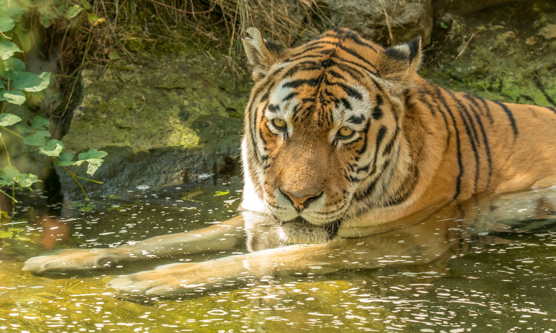 Tigre siberiana in un ambiente innevato