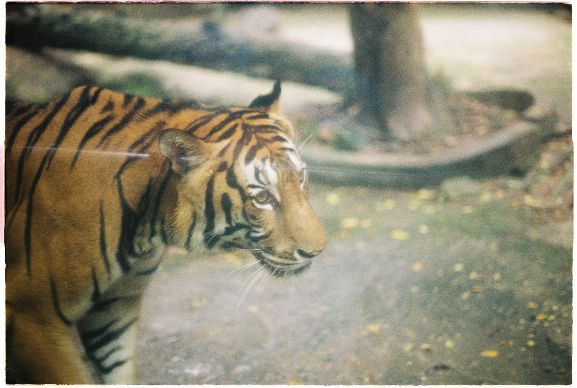 Tigre del Bengala nella vegetazione della foresta